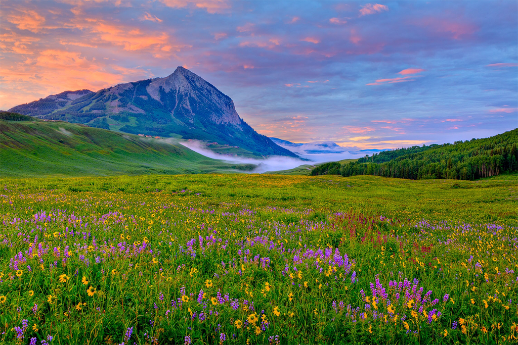 The Best Destinations for Spring Wildflowers